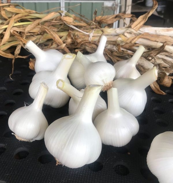 Corndale Grove Garlic, Quirky Cooking Store