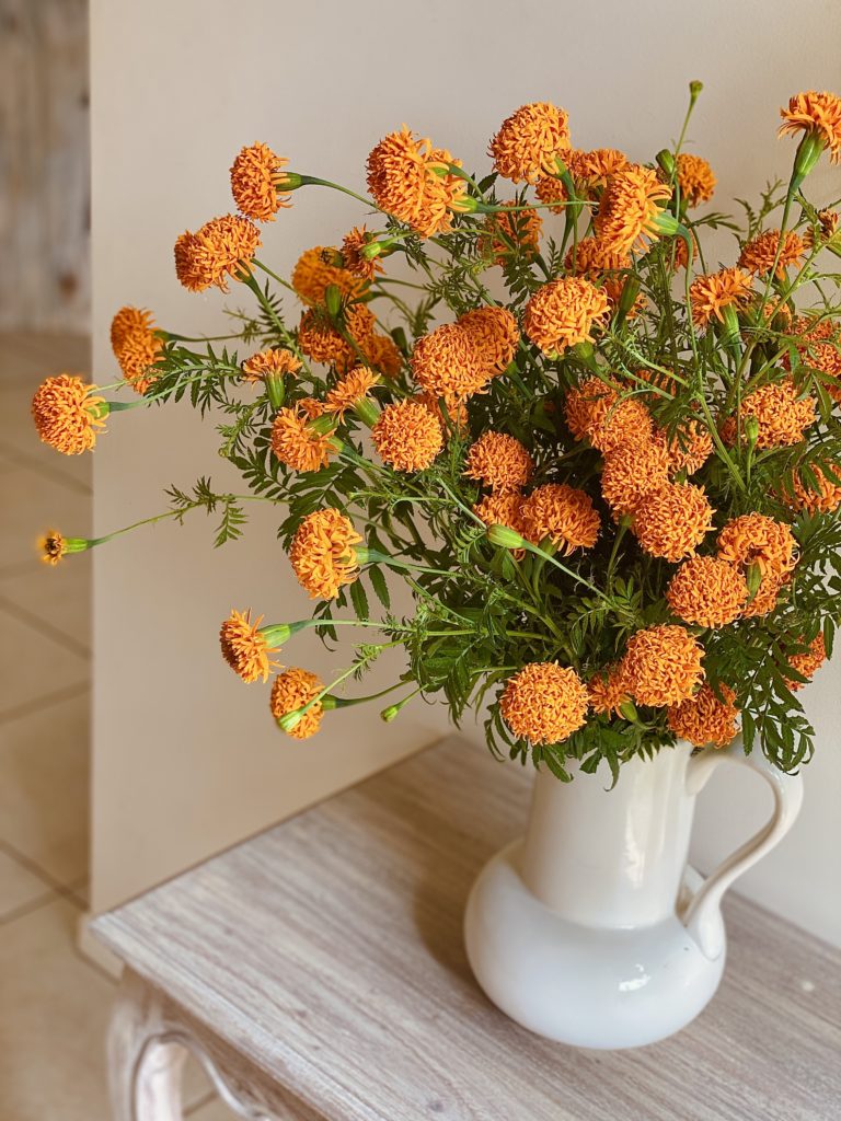 Tall Sierra Orange Marigolds, Quirky Cooking